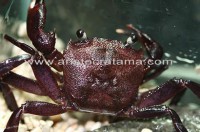 Syntripsa matanensis 