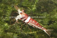 Caridina sp. HARLEQUIN / 100ks