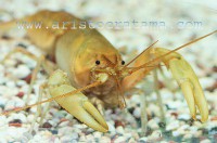 Cherax sp. Orange / 100ks