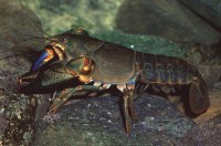 Cherax destructor