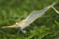 Caridina longirostris M / 1200ks