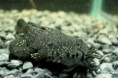 L-255 Ancistrus sp. 12-13cm